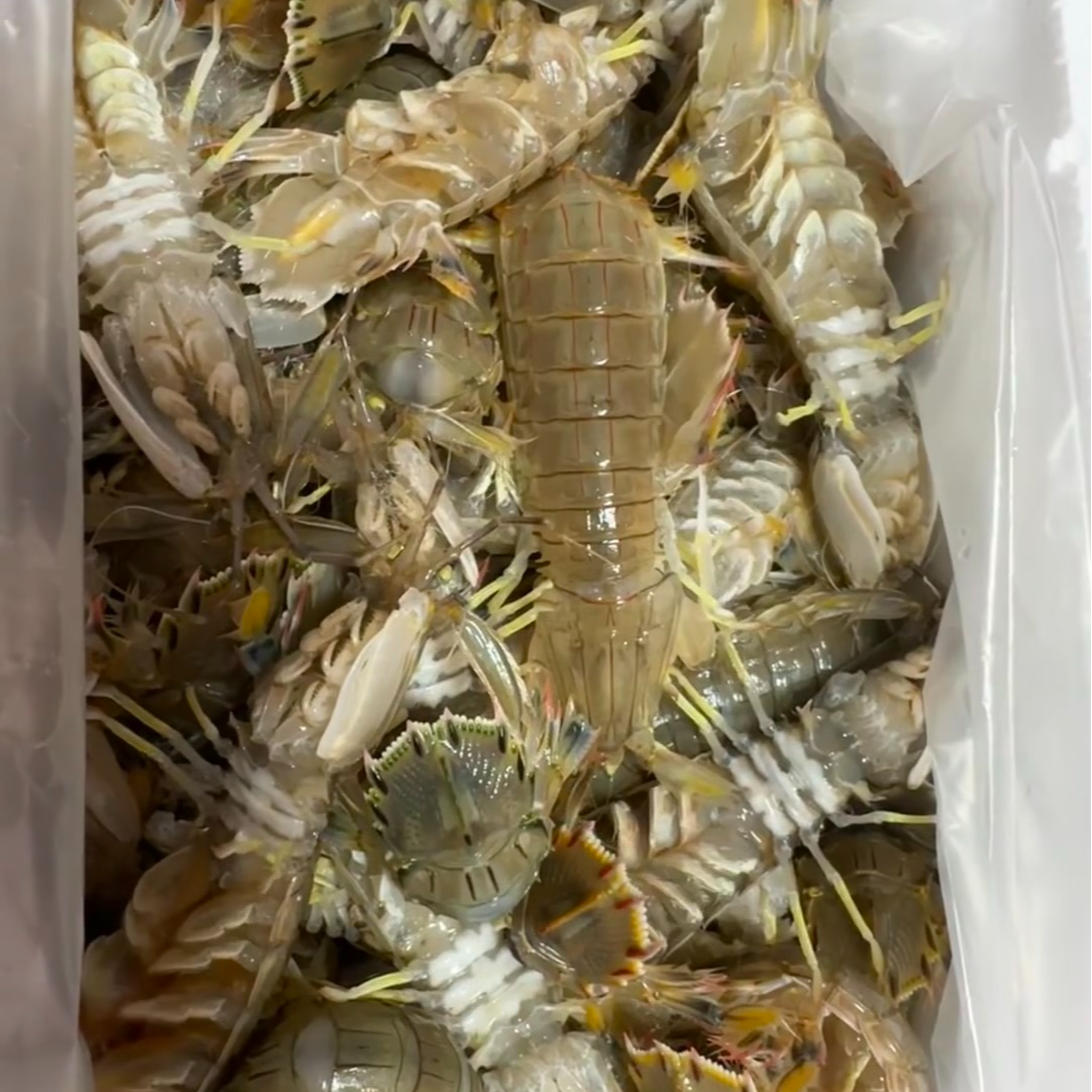 断氧！断氧！断氧！【保鲜不保活】渤海湾本地皮皮虾，3-6斤起拍