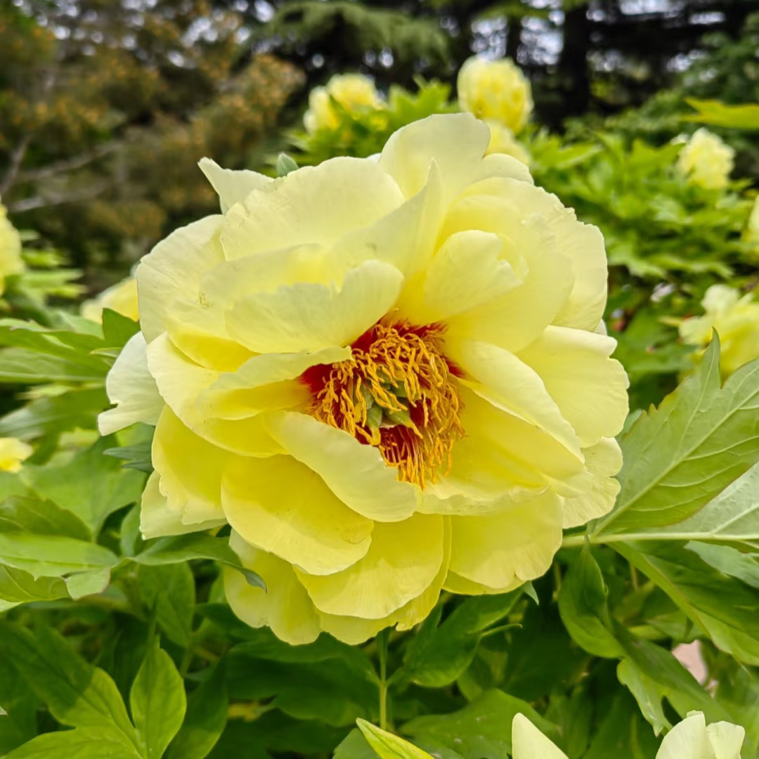 牡丹【皇冠】菏泽牡丹 淡淡花香 现挖现发