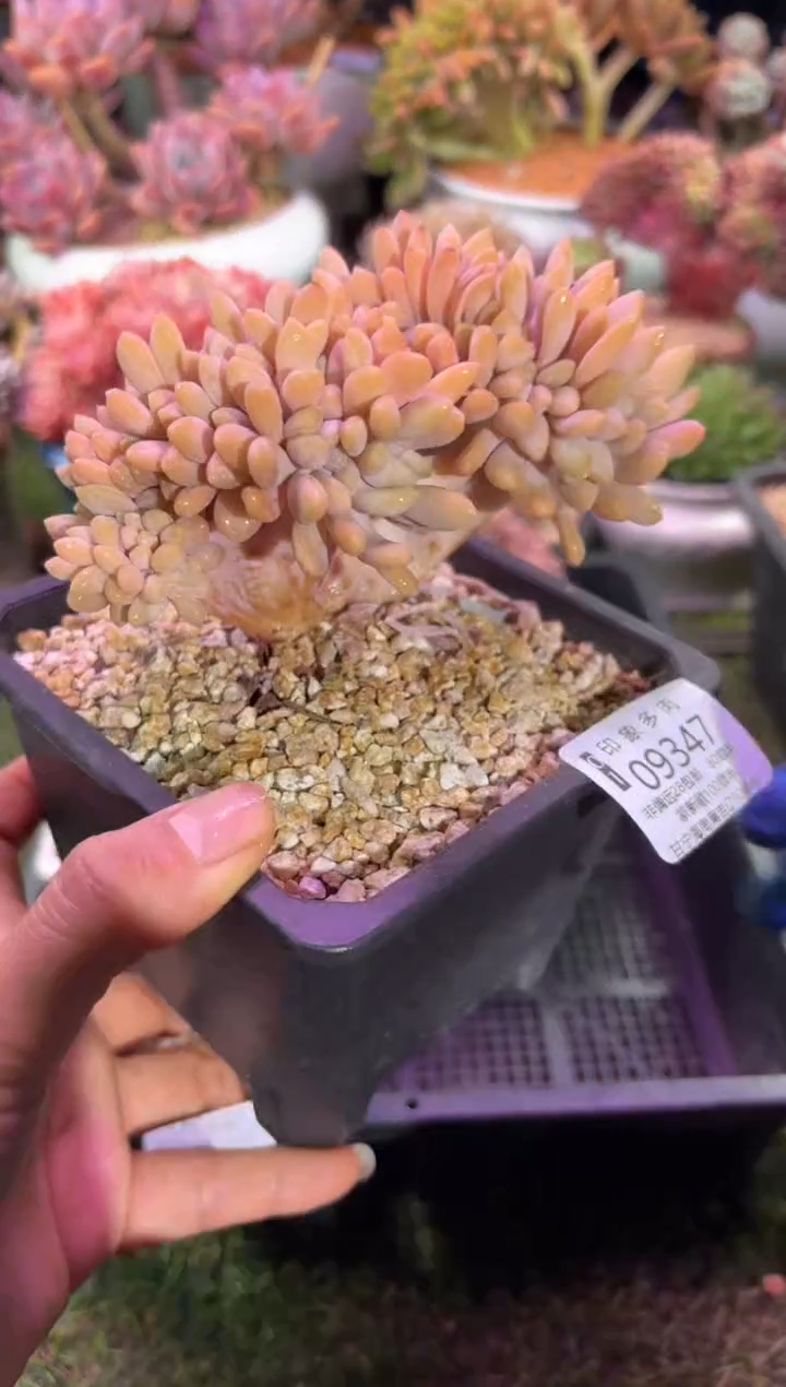 【闪购商品】09346