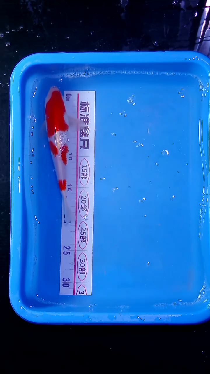 锦鲤直播间菁选 对版发货 41号