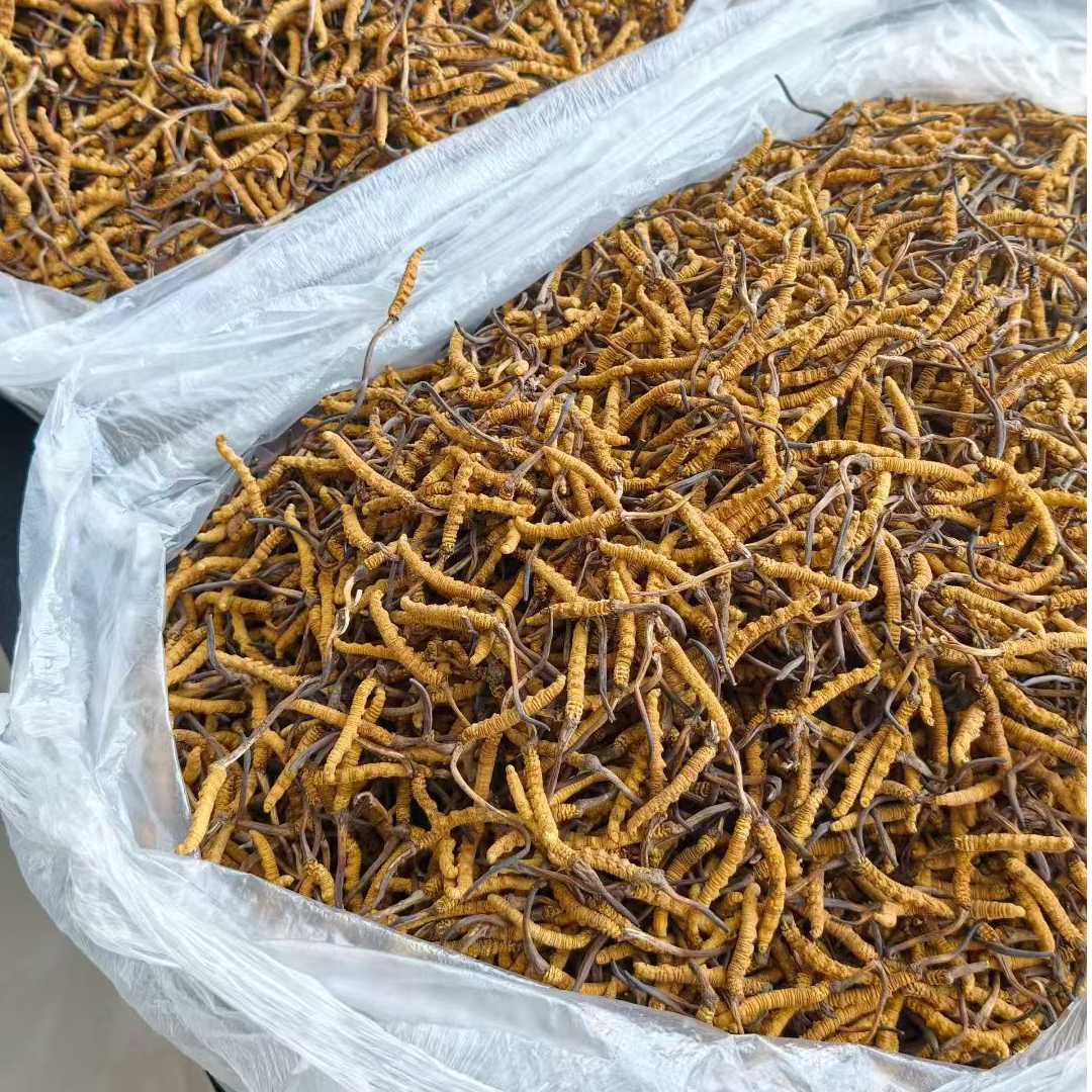 【精选2700】正宗藏区高海拔  冬虫夏草干草  自用送礼