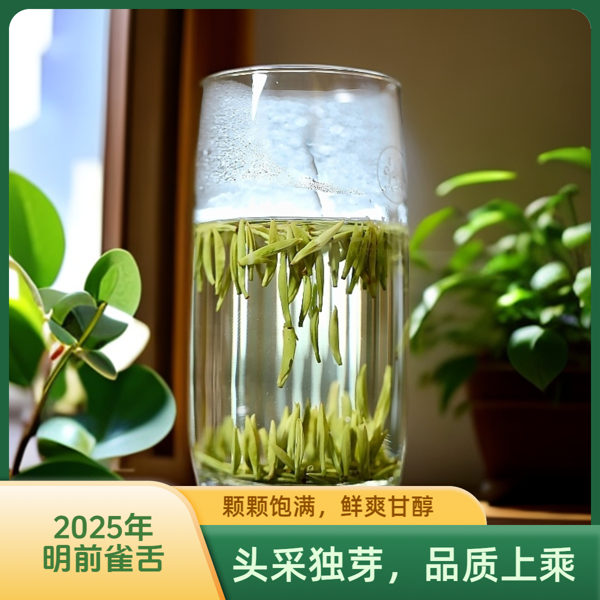 [云州雀舌] 2025年新茶  宜宾高山雀舌 头采春茶