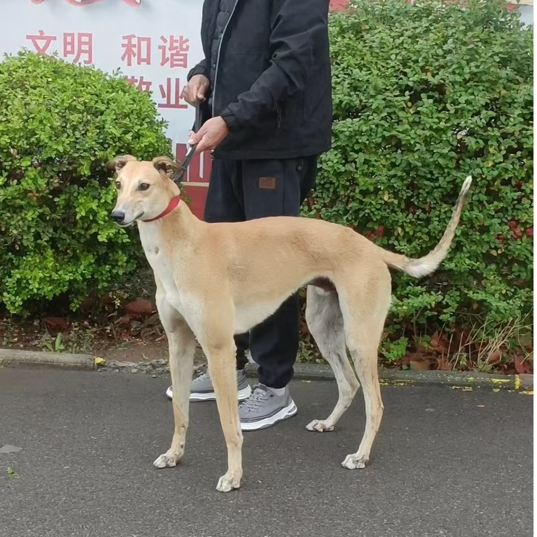 血统格灵活体链接  全国不包邮