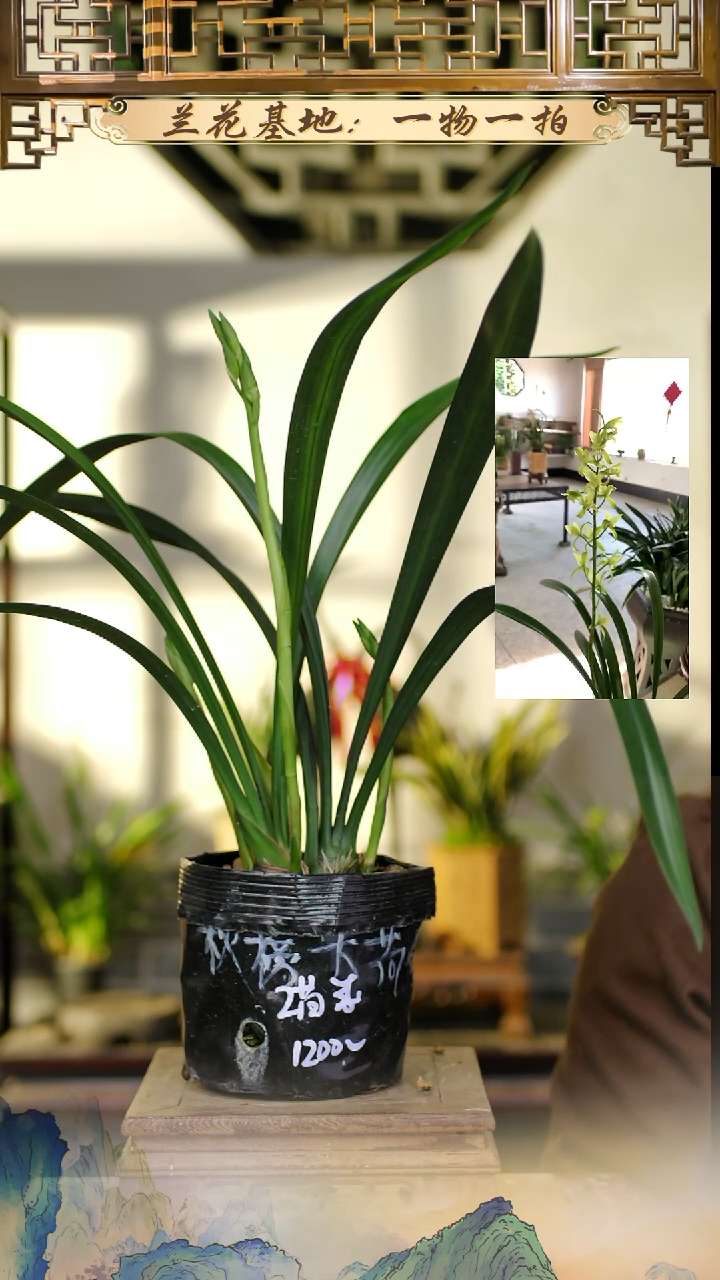 全部花苞秋榜大白2苗3花剑