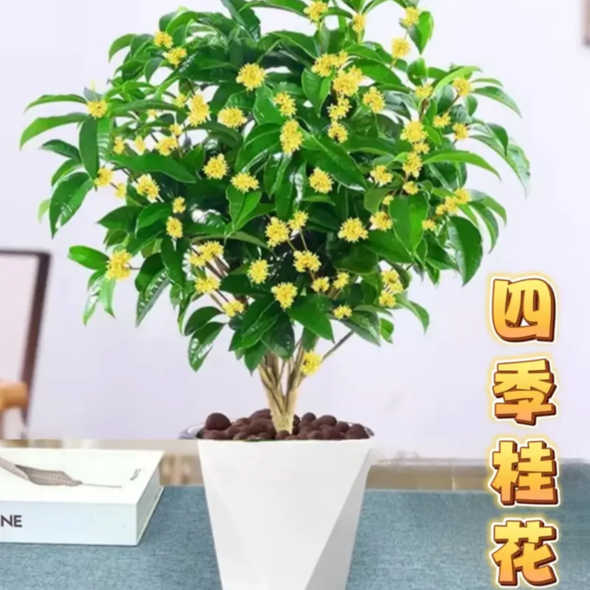 四季桂花树苗带砖石盆浓香型室内客厅阳台庭院好养花卉植物盆栽