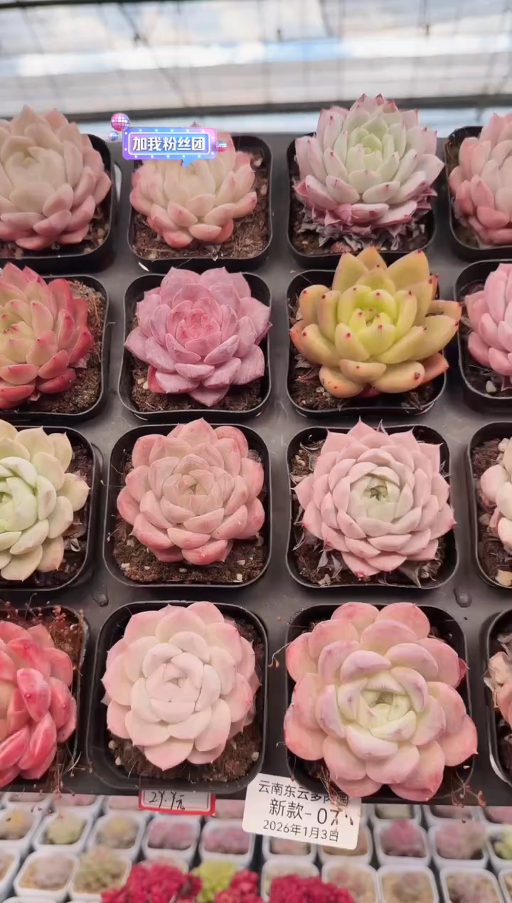 东云多肉园新款-08