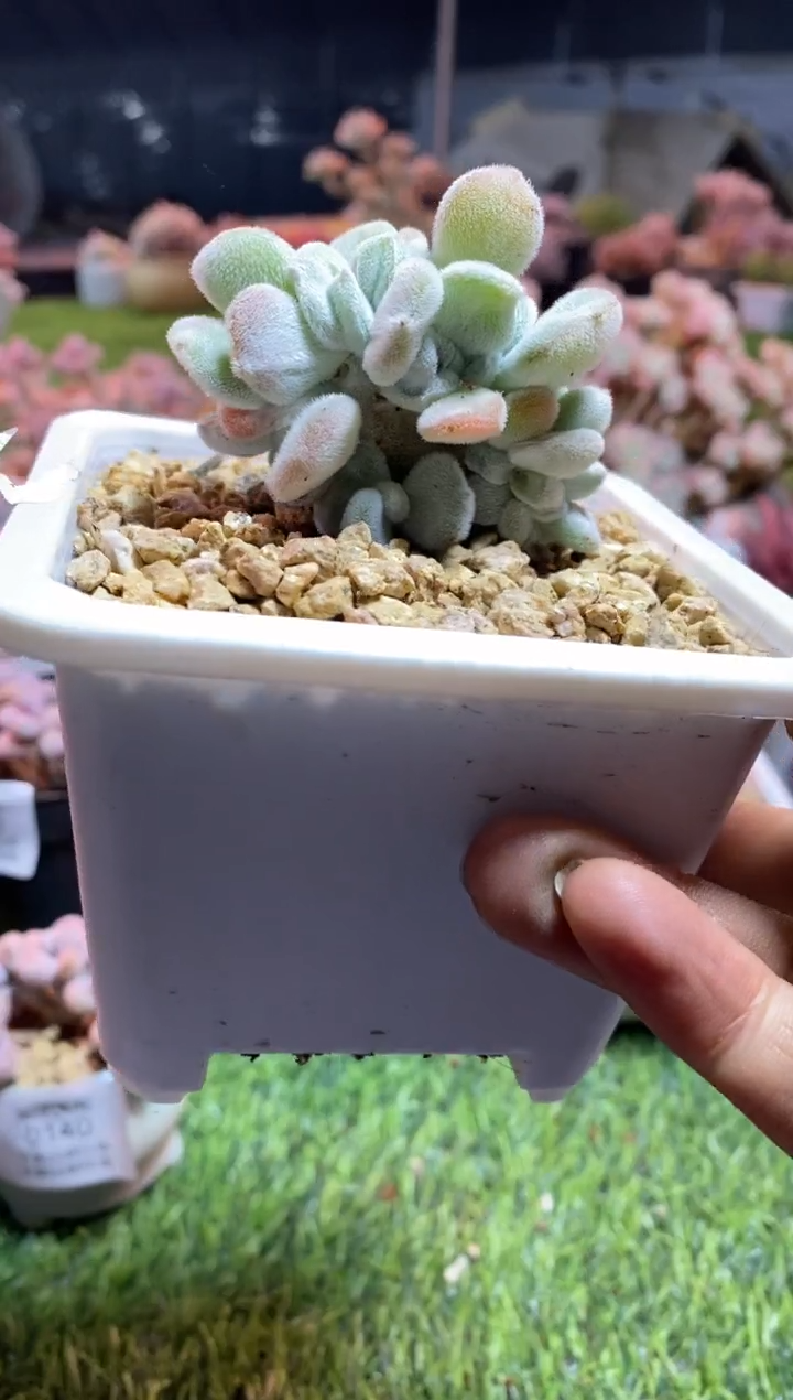 【闪购商品】0234a