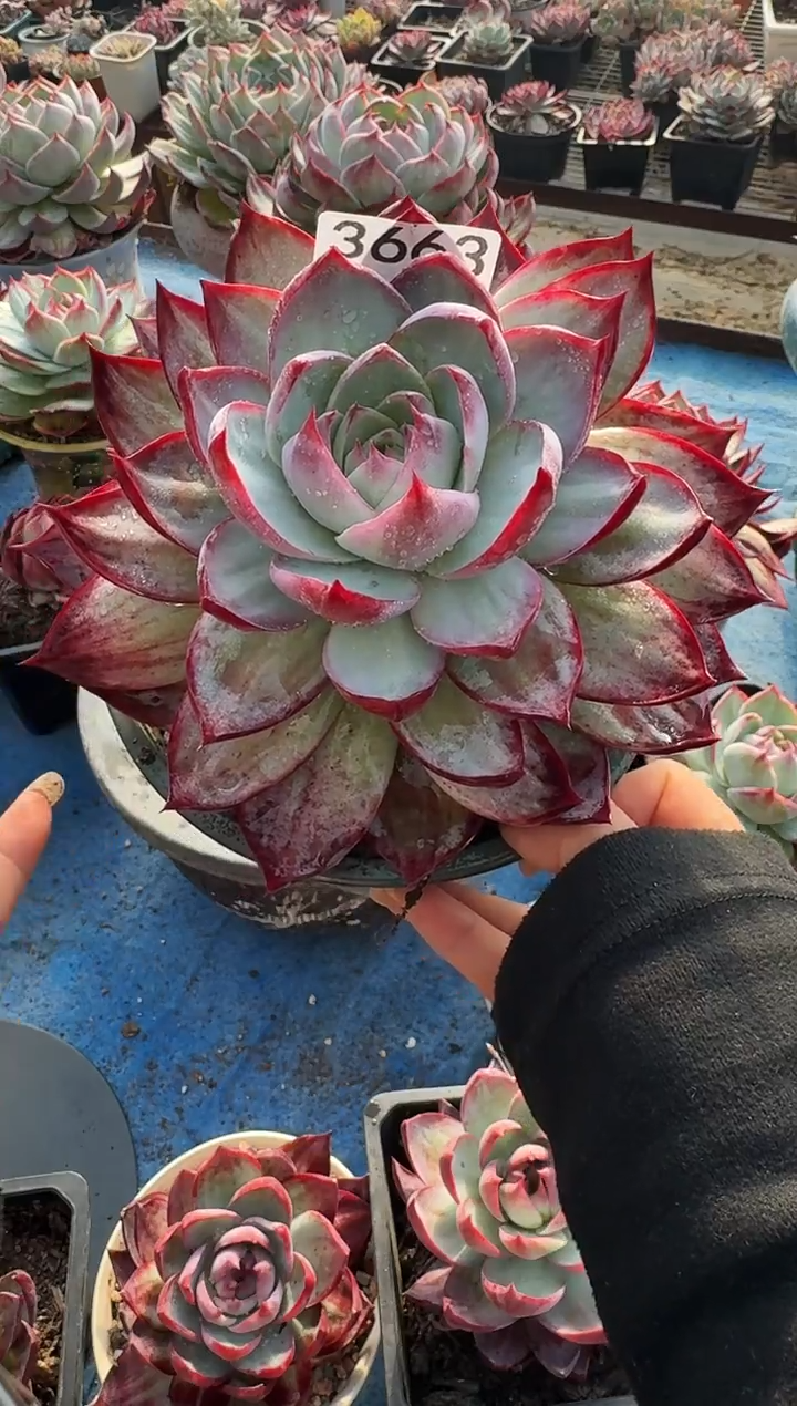 3663惊鸿仙子（裸根发货）