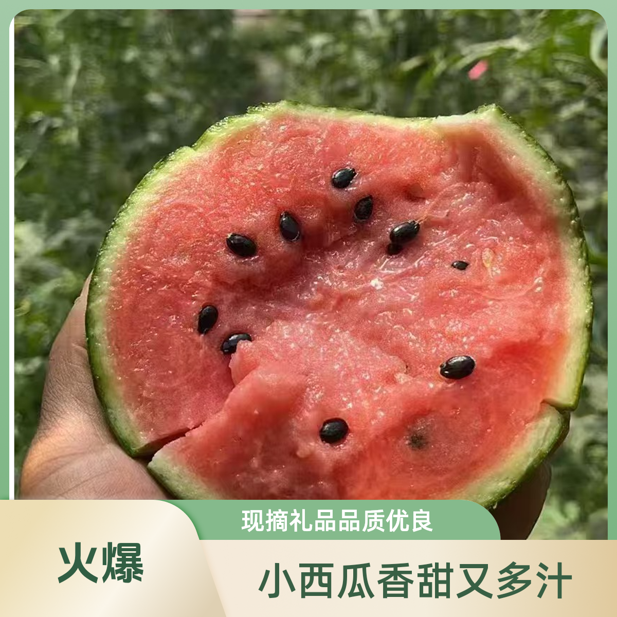 小西瓜吊瓜新鲜超甜高品质现摘大棚礼品保熟斤山东省