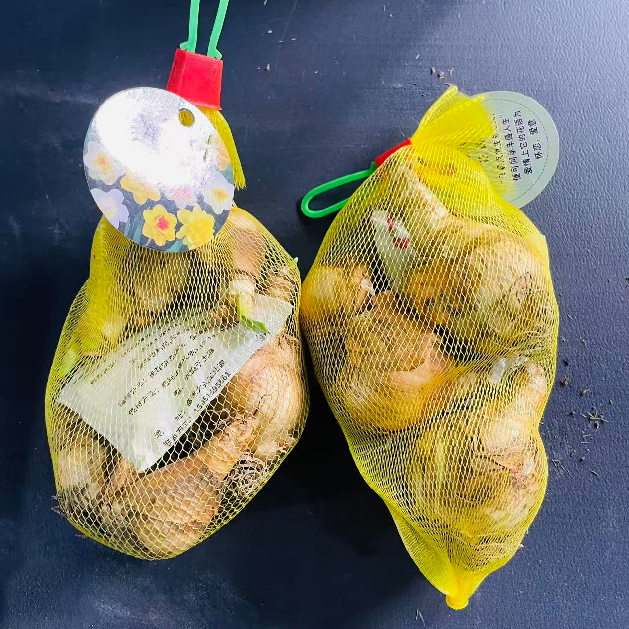 【道哥严选】洋水仙种球耐寒颜色随机