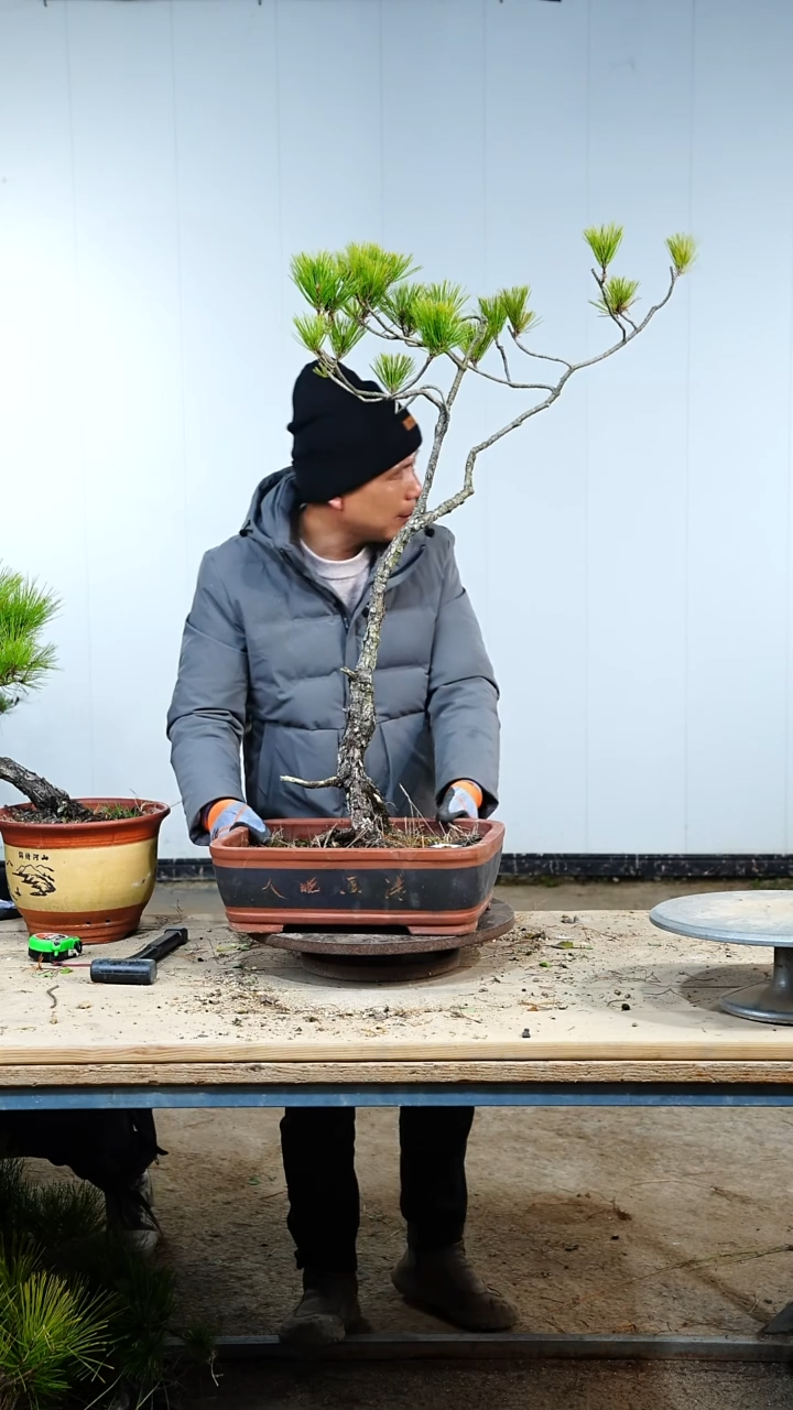 无花朵松树888888