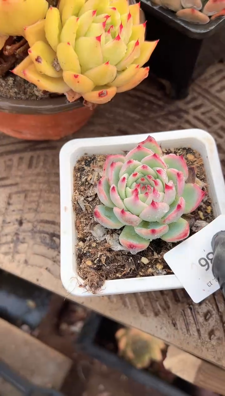婷*多肉植物一物一拍13286