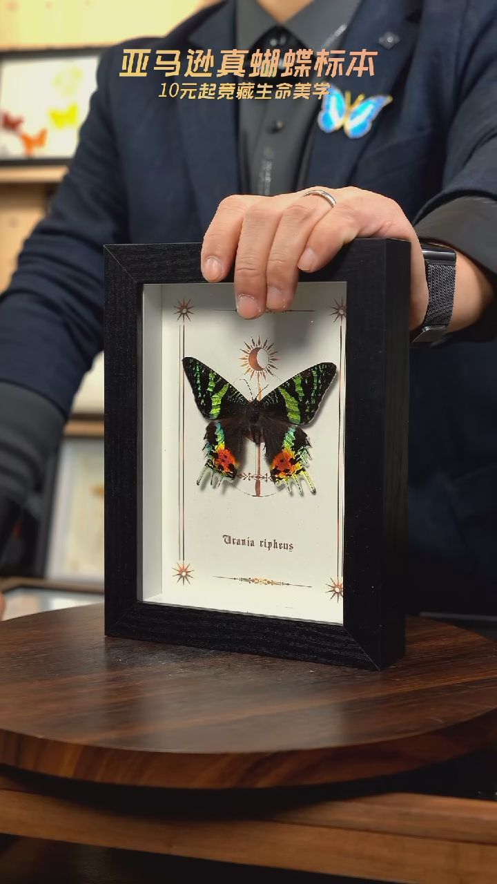 太阳蛾图腾款7寸竖框