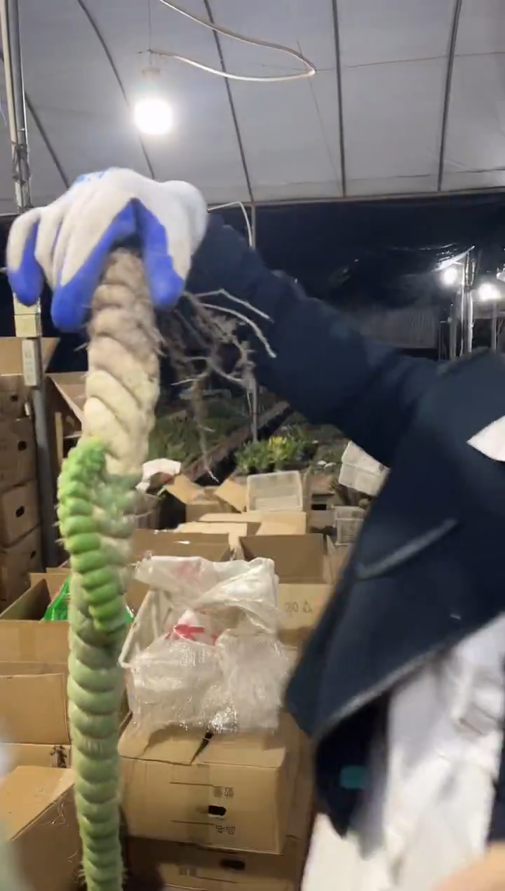一物一拍 13 号绿竹    