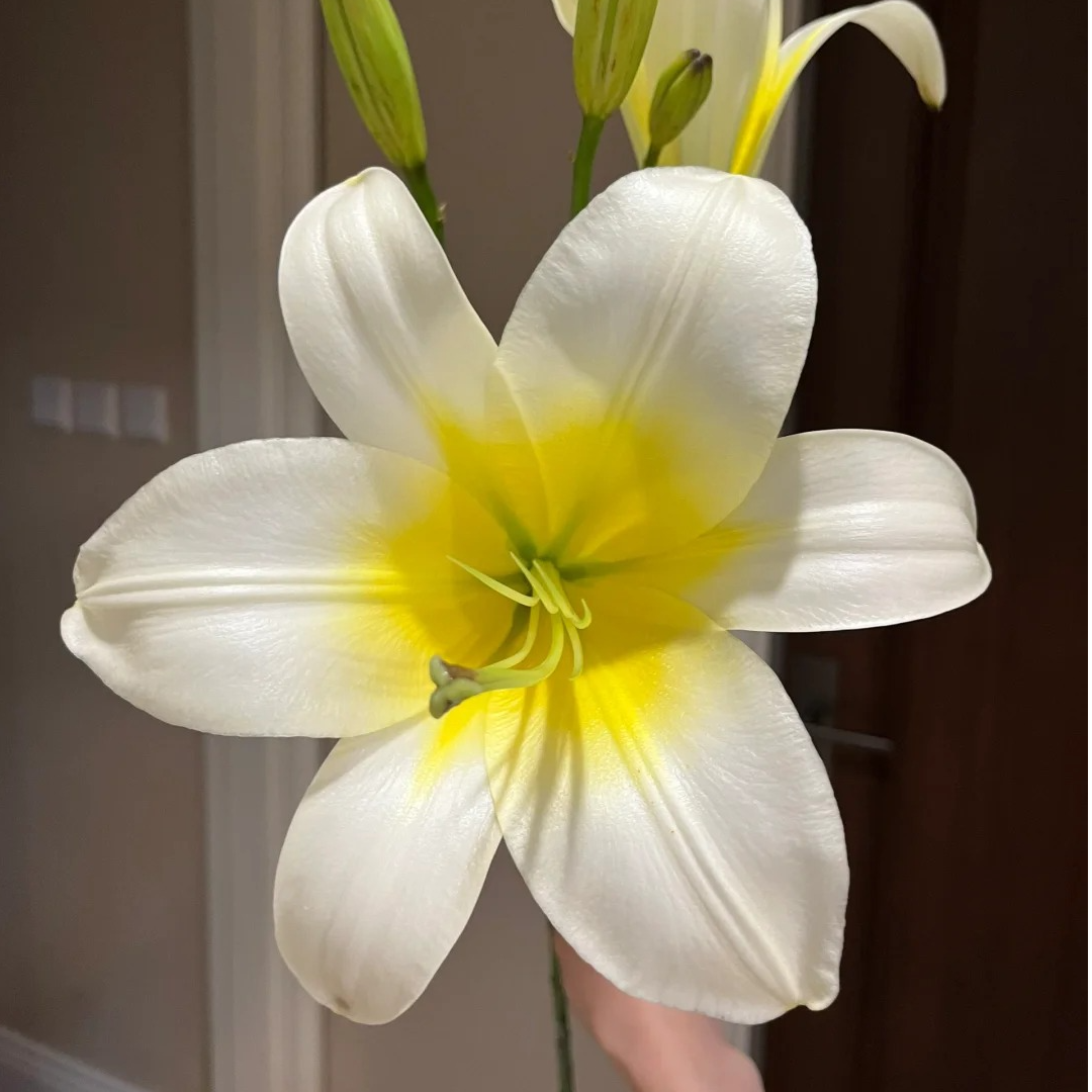 【源头优选】白色星球百合 任意2单鲜花包邮 发货后不支持退款