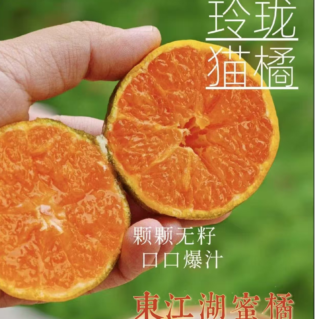 猫橘 礼盒装  5斤