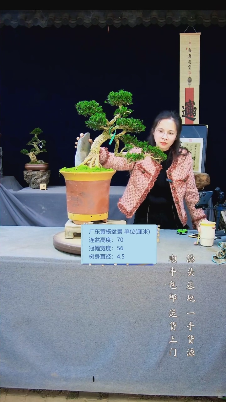 【闪购商品】雀舌黄杨盆景雀舌黄杨盆景