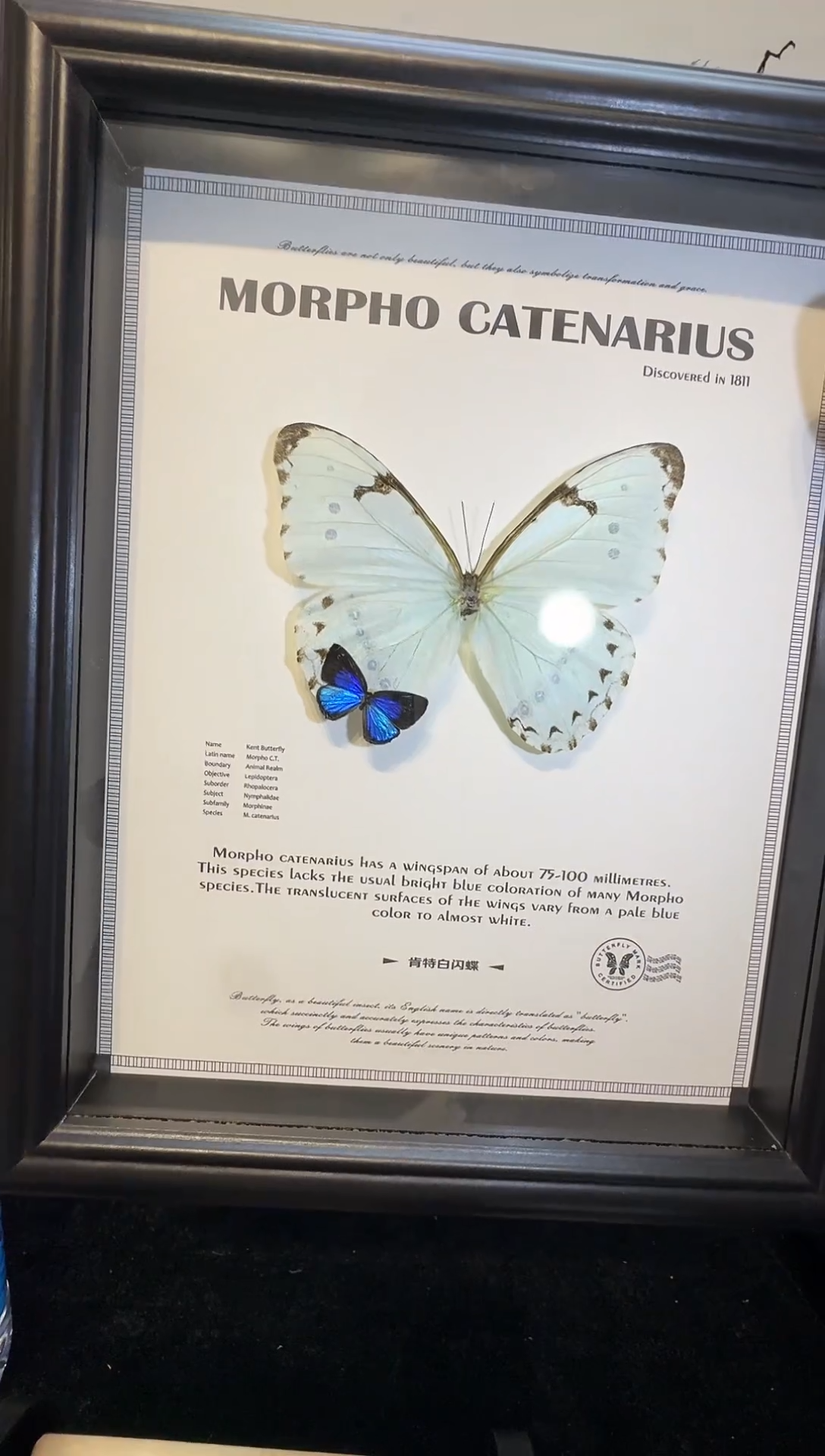 玻璃（一物一拍）真实蝴蝶标本