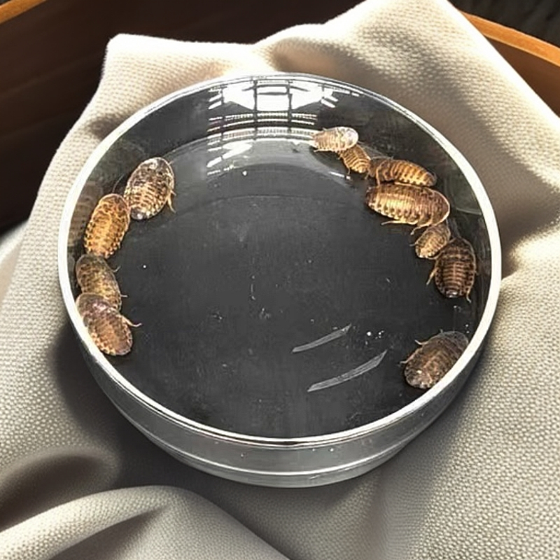 鬃狮蜥食盆水盆豹纹守宫蜥蜴乌龟角蛙水盆泡澡盆高透玻璃盆钙粉盆
