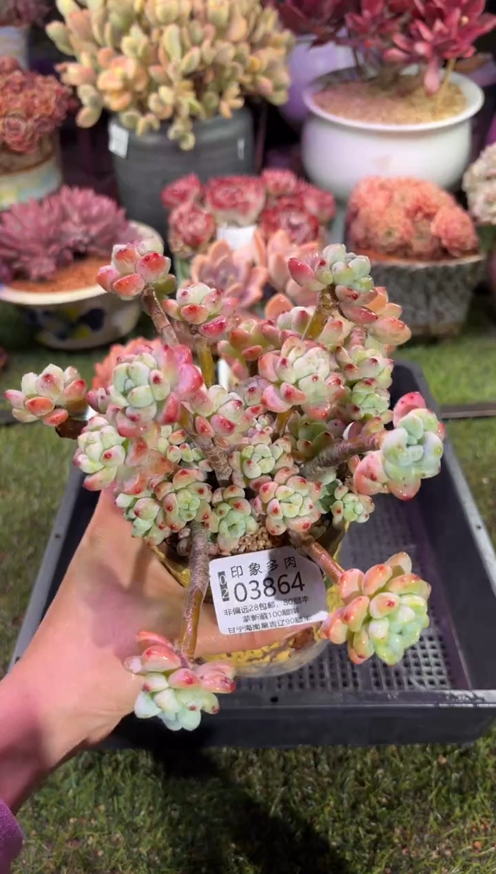 【闪购商品】03864脱土带盆