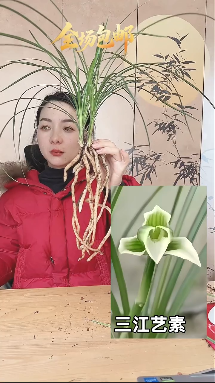 当前无花栽培后可以开花：三江艺素