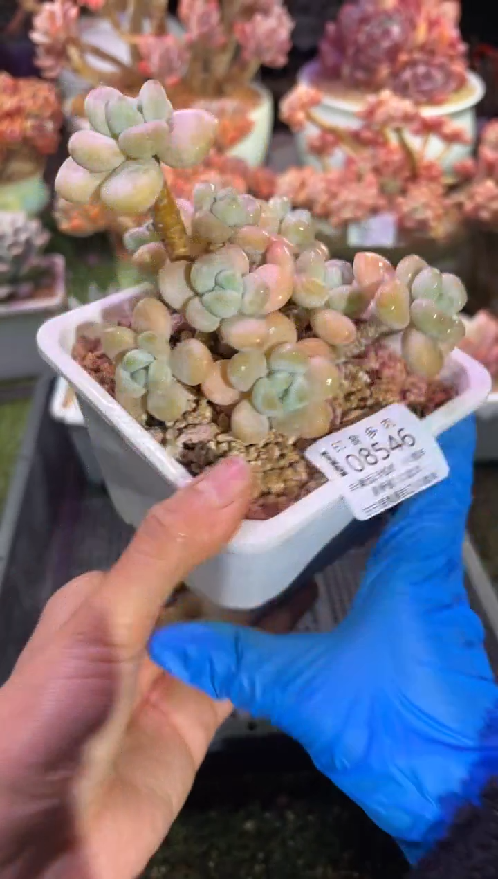 【闪购商品】08546