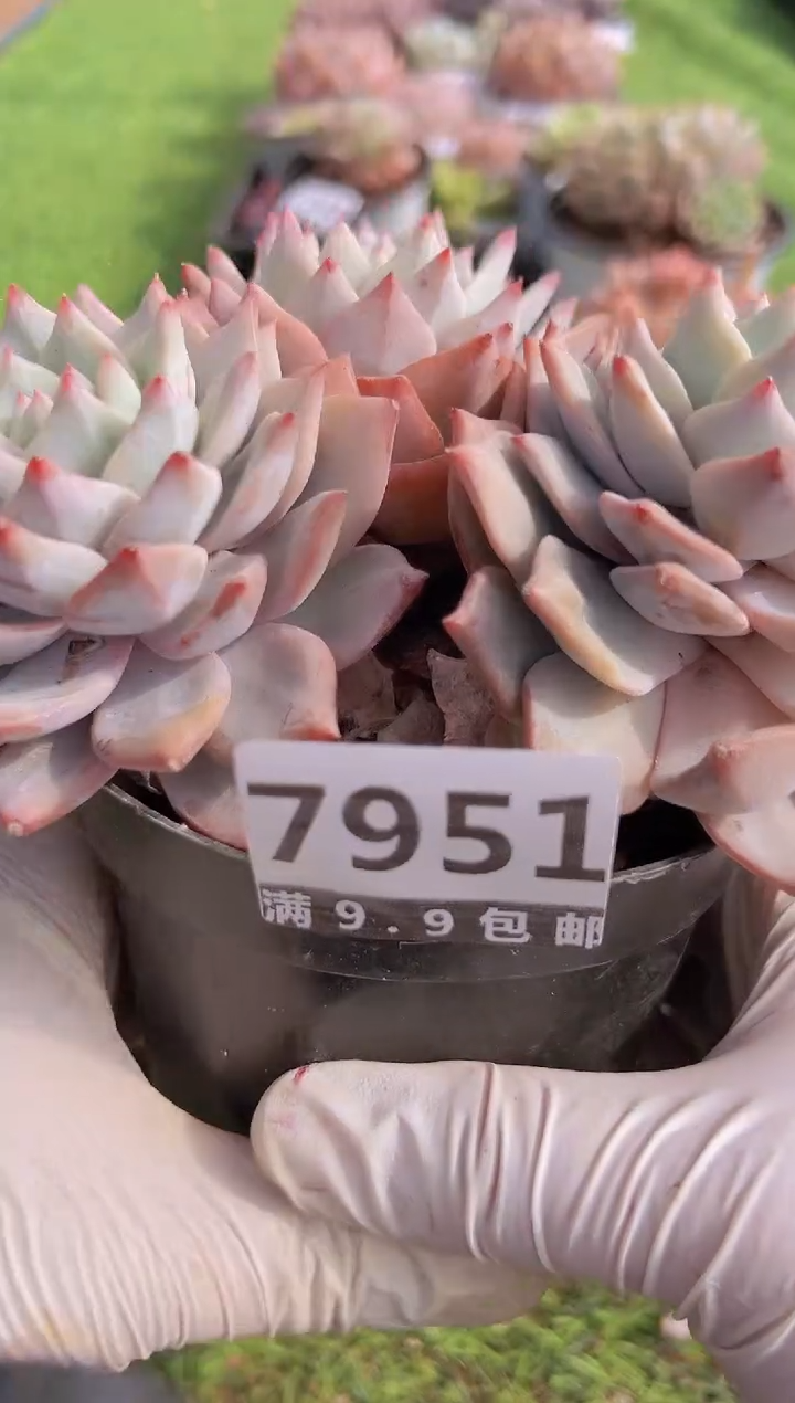 【闪购商品】信福多肉一物一拍