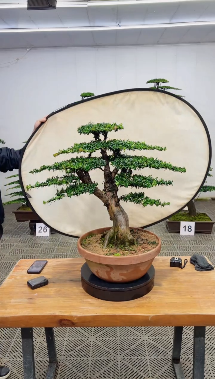 无花朵造型盆景一物一拍