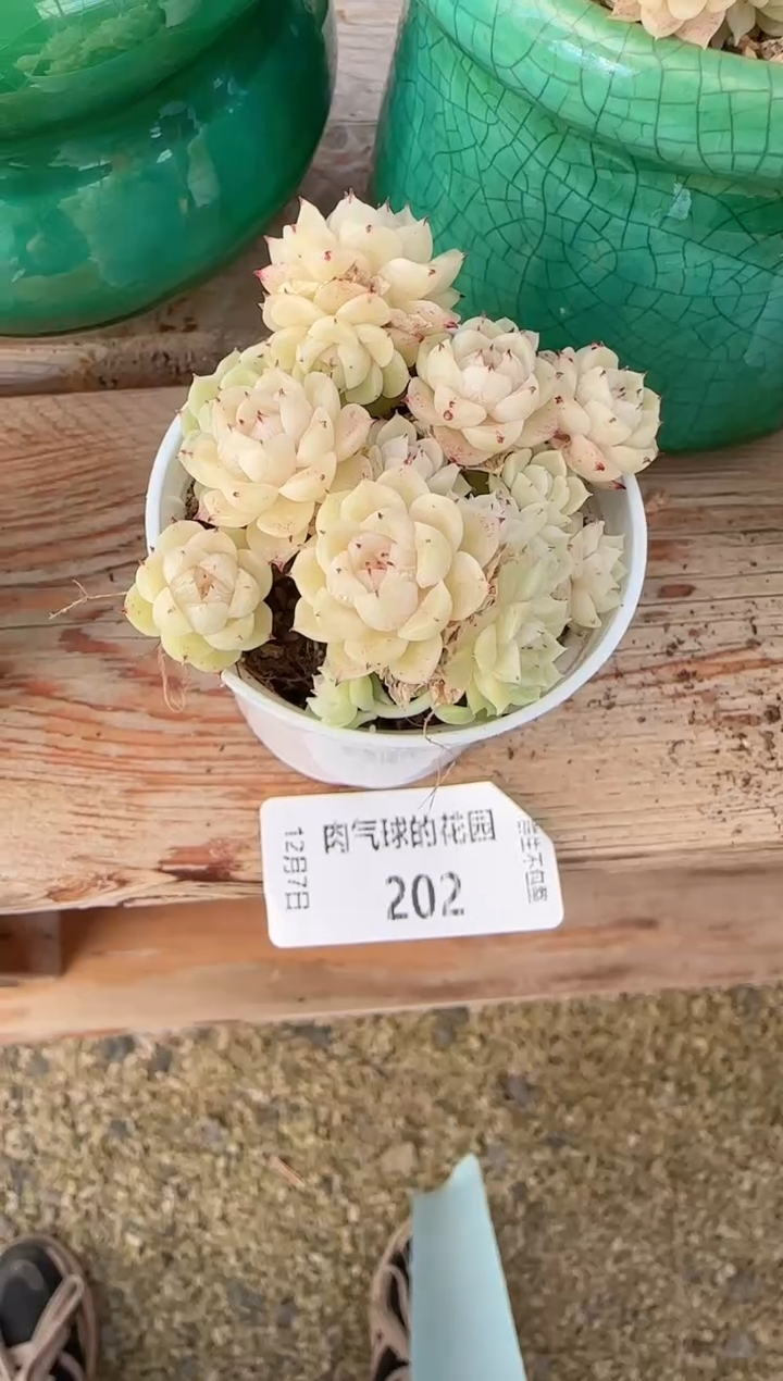 1207-202m1-252-2多肉群生不包整