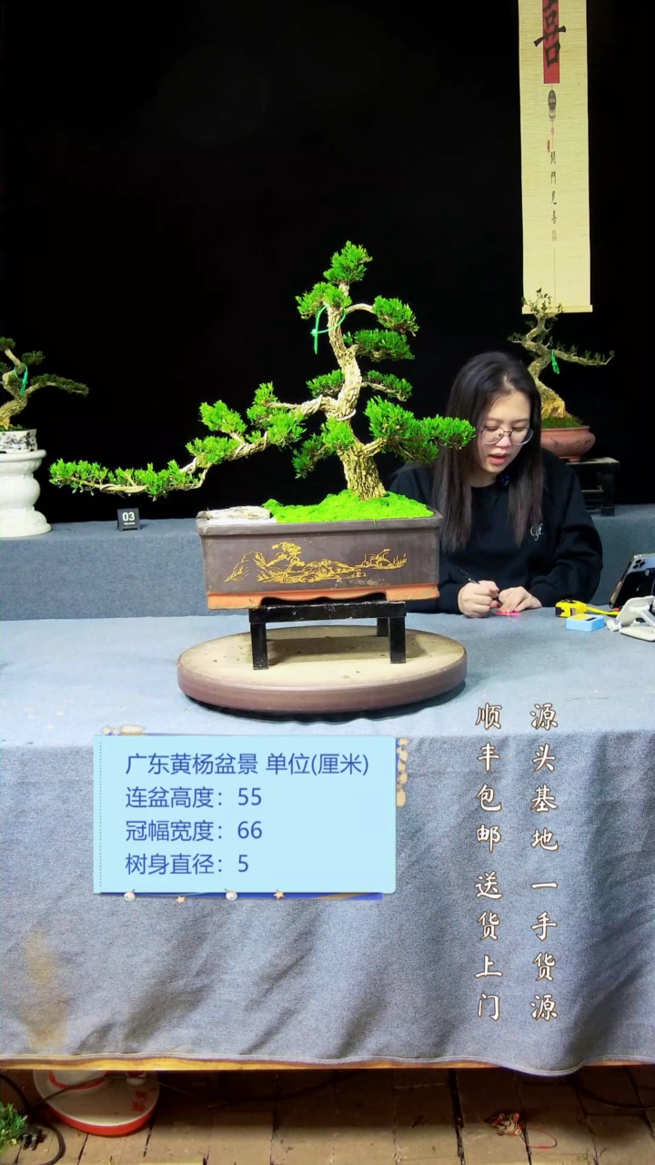 【闪购商品】黄杨盆景黄杨盆景