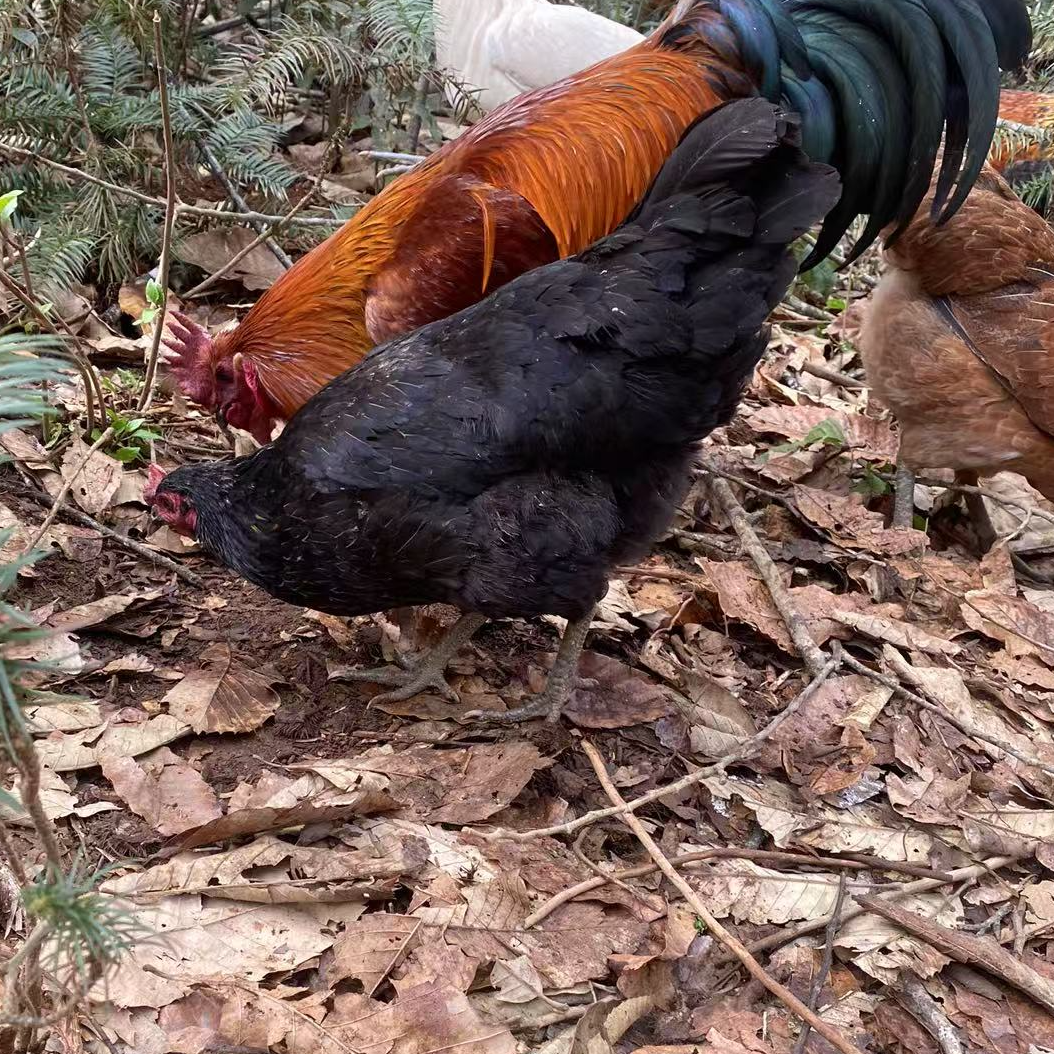桃花源~老品种跑山鸡活体发一物一拍