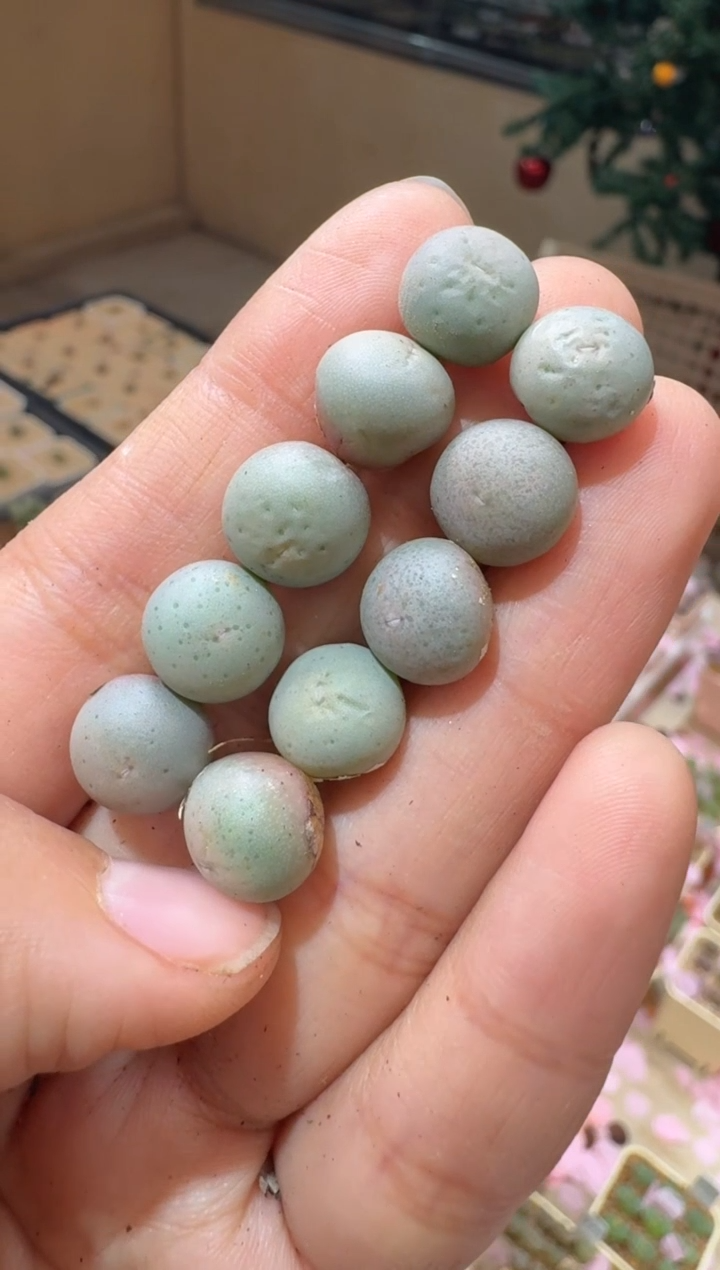 171多肉植物肉锥定向株V嘴一颗