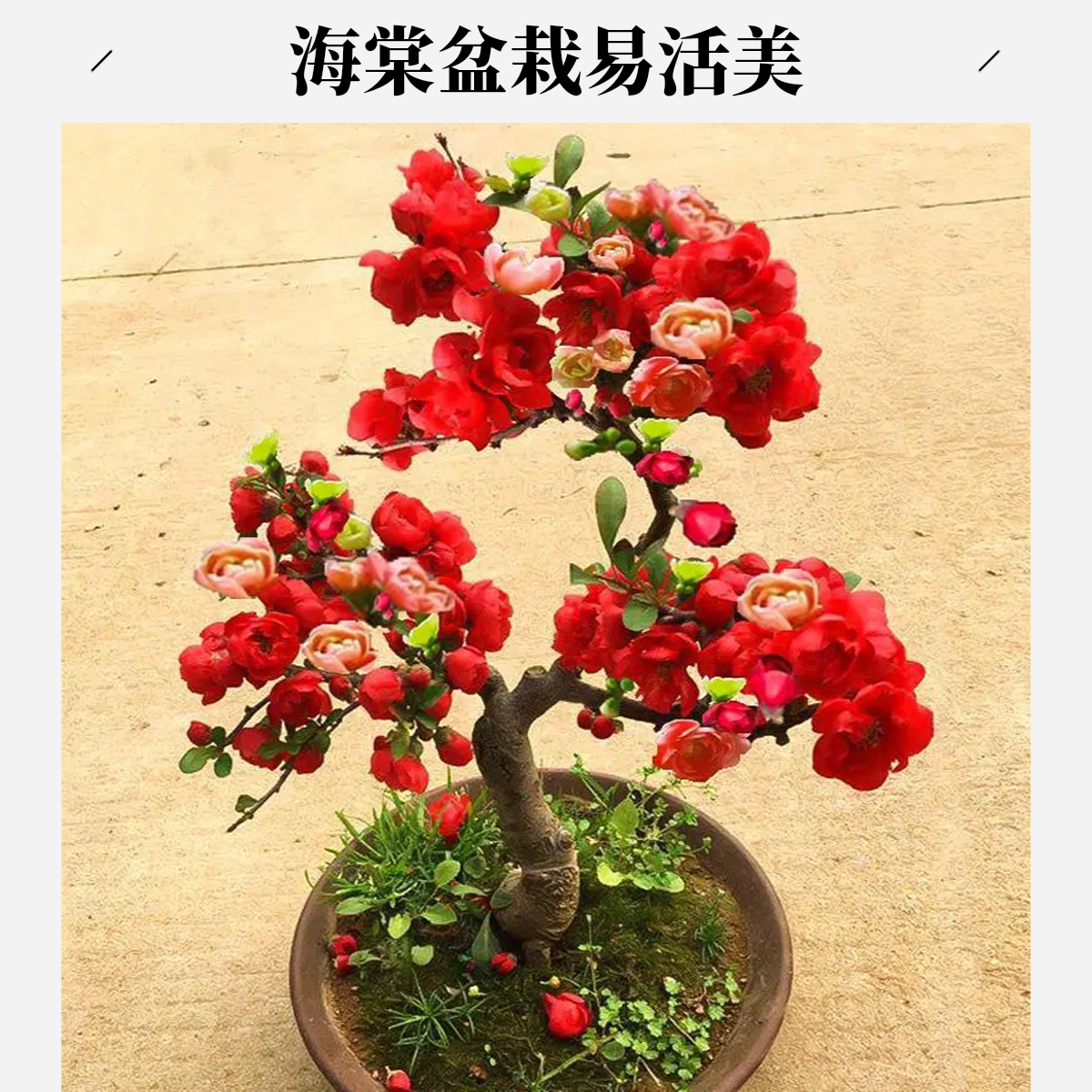 海棠花盆栽树苗盆景重瓣老桩庭院绿植物室内四季花卉开花好养易活