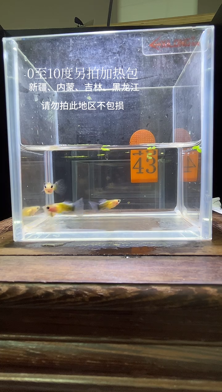 孔雀鱼黄肉蓝礼服玻璃猫普通43