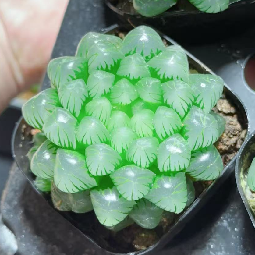 糯姬玉露1颗（满16包邮） 十二卷玉露 透窗 多肉植物发货