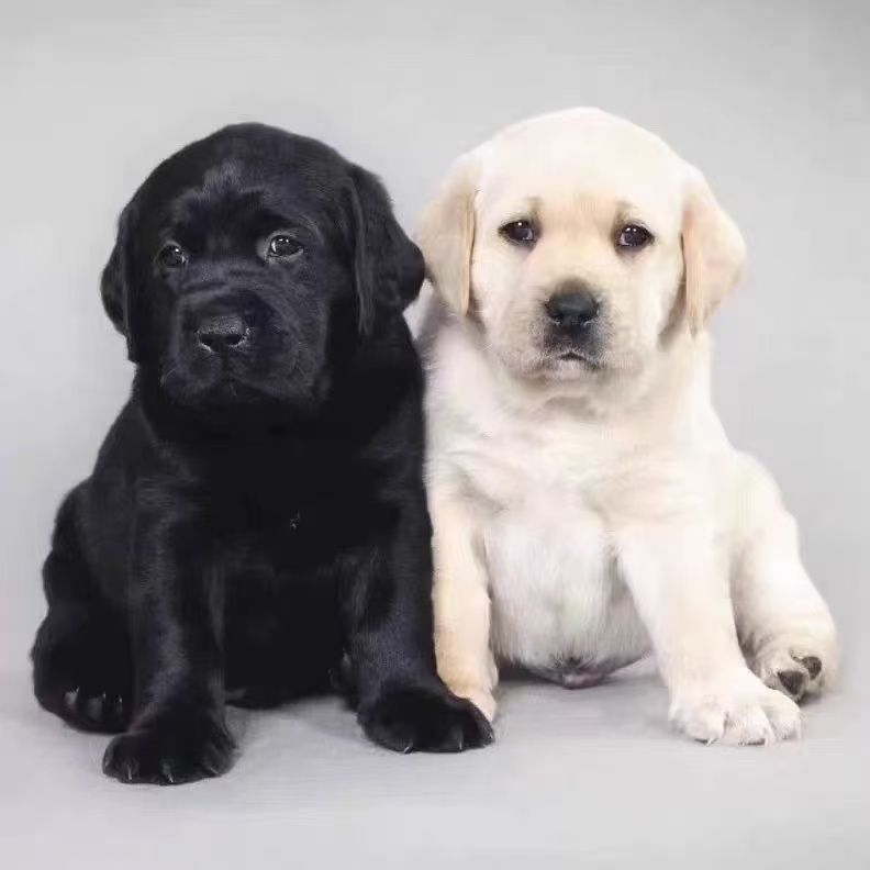 拉布拉多幼犬黄色黑色拉布拉多导盲犬高智商幼犬大型犬短毛狗狗犬