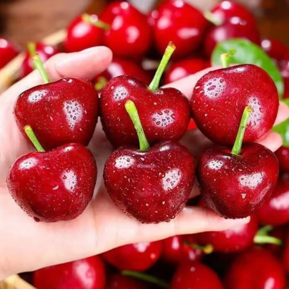 【小主播源头自采】正宗山东烟台美早大樱桃脆甜 果园现采现发 空运