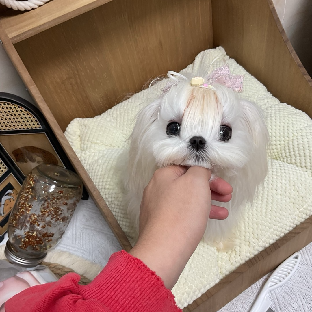 【闹笑家马尔济斯】西施约克夏活体链接