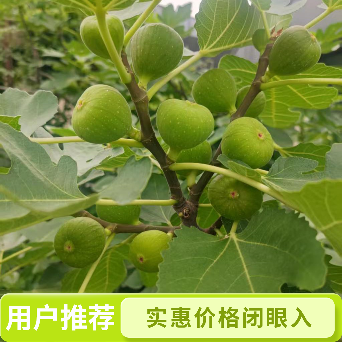 无花果带果发货一物一拍，好种植易管理南北方都能种