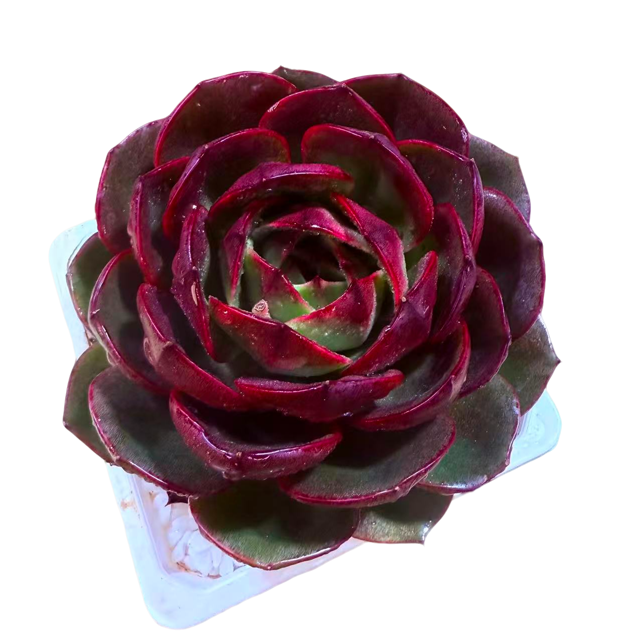 藏宝图精品多肉  新手好养 满9.9包邮直播间为标准发货精选精养