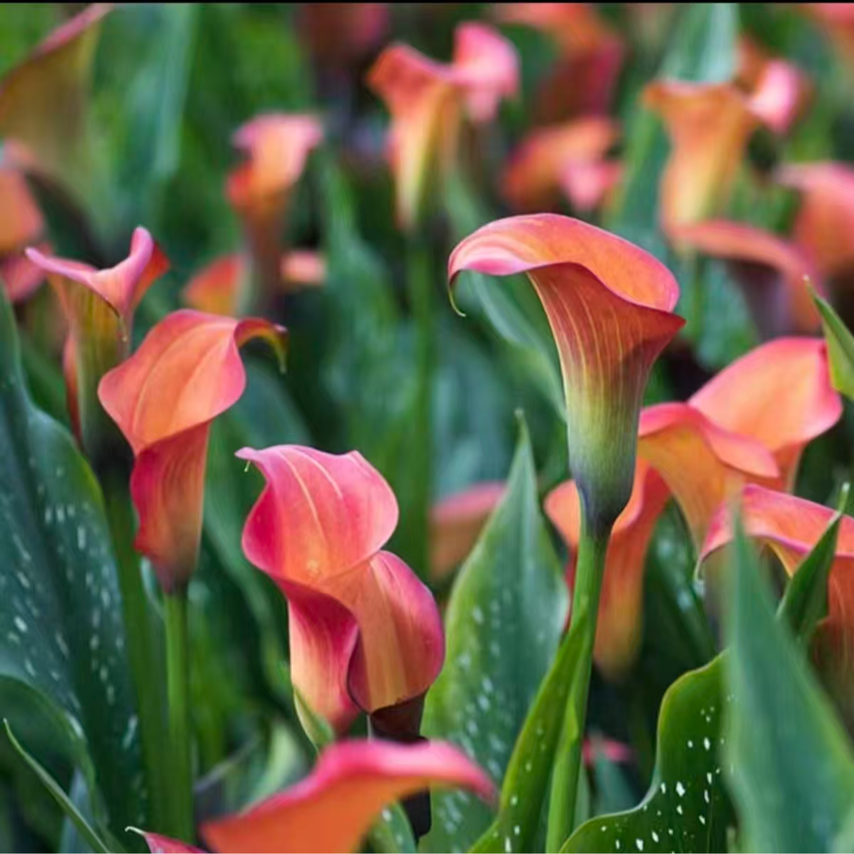 进口马蹄莲种球盆栽地栽包对版