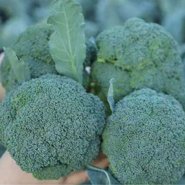 苏州常熟本地新鲜现采现发西兰花（450G）