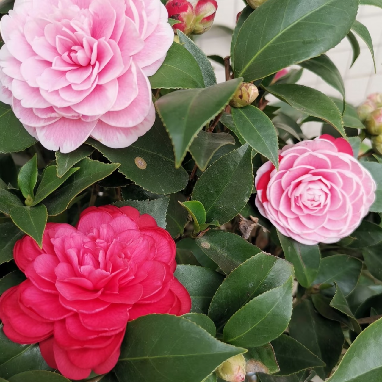 大苗70-90cm浓香型带花苞多色茶花盆栽室内外好养四季开花绿植