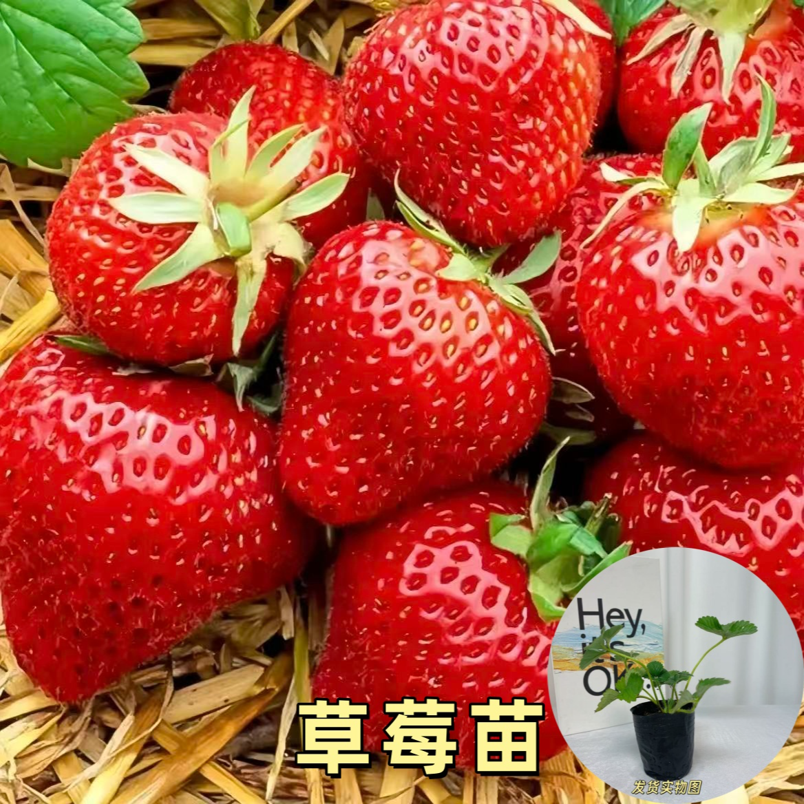 四季结果草莓苗奶油草莓种苗盆栽地栽精品穴盘红颜丹东四季结果