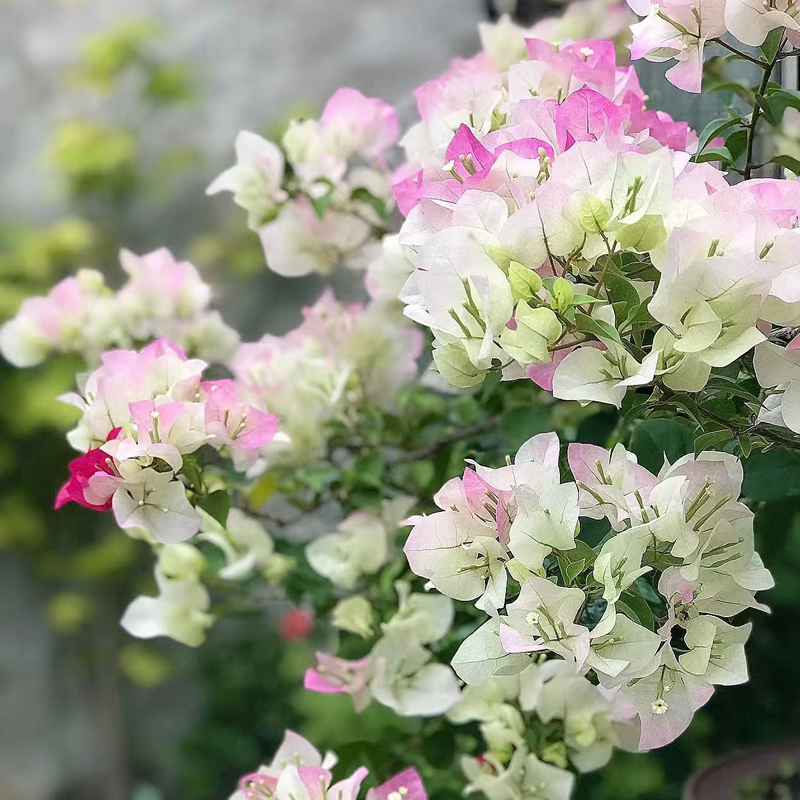 【绿樱】带盆栽好一物一拍三角梅花卉绿植盆栽渐变色