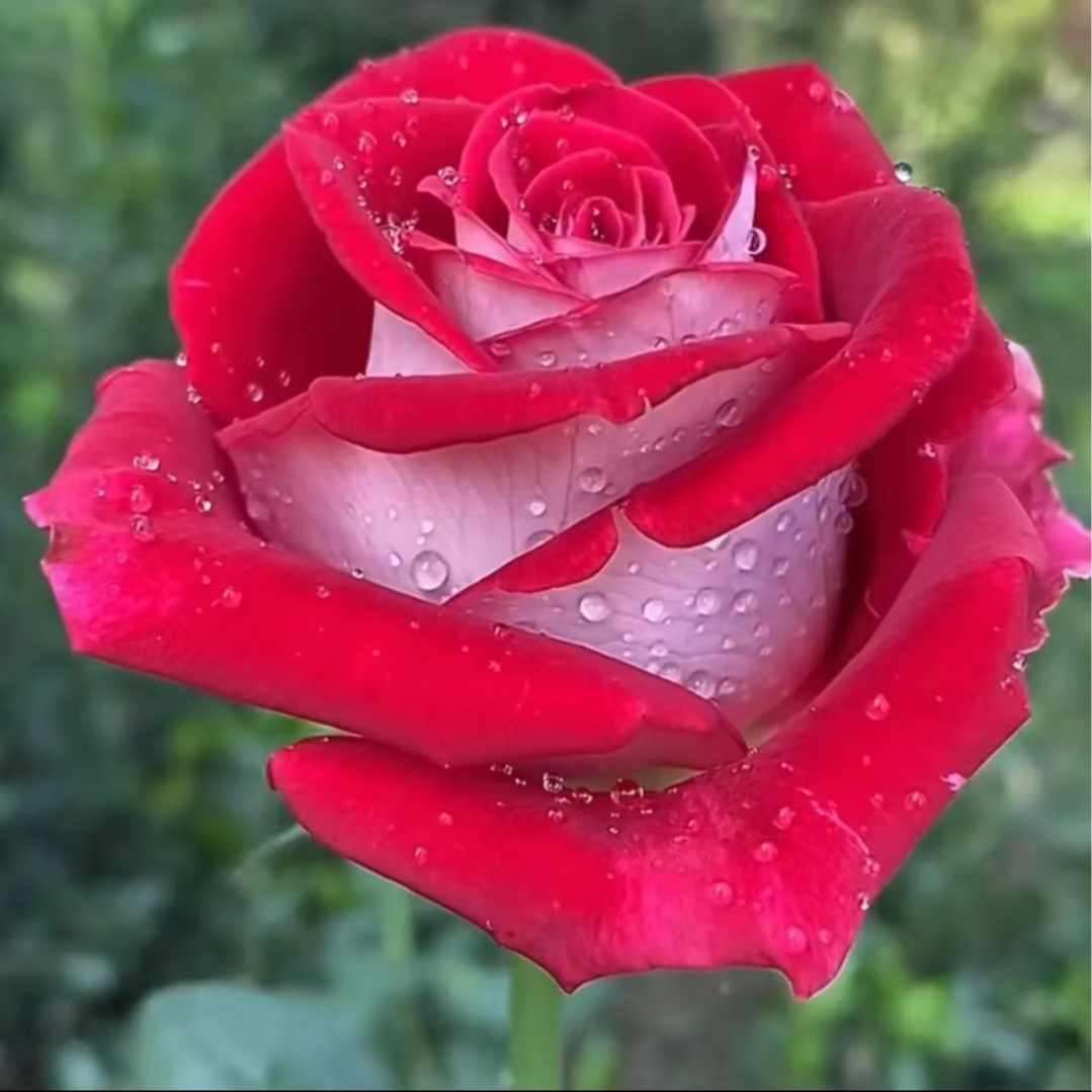 情书特大苗   四季灌木月季