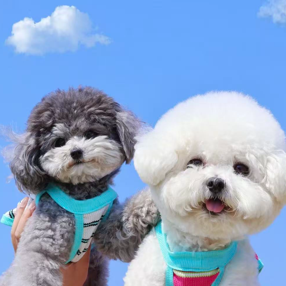 小周家88李恒泰迪熊灰泰迪韩系比熊