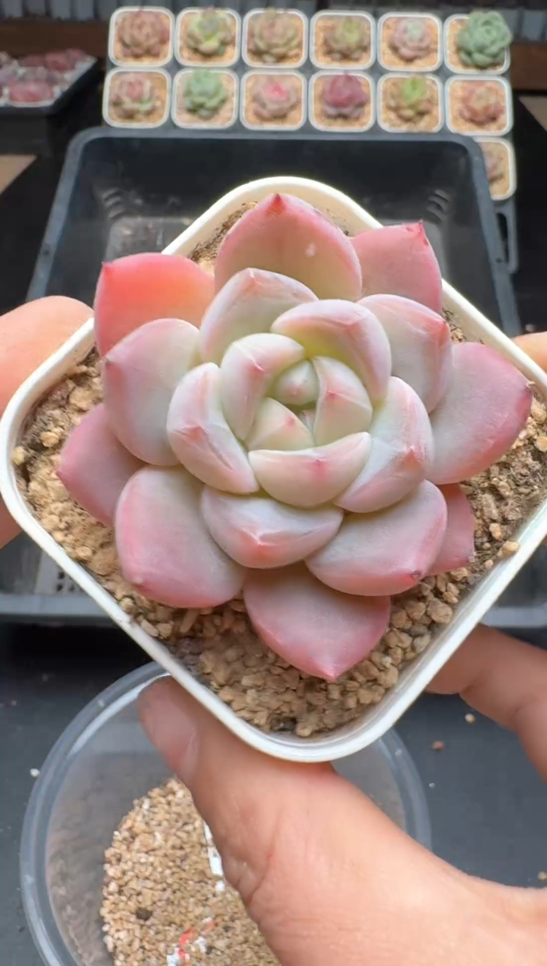 【闪购商品】609号 珍妮杂交多肉 花卉植物