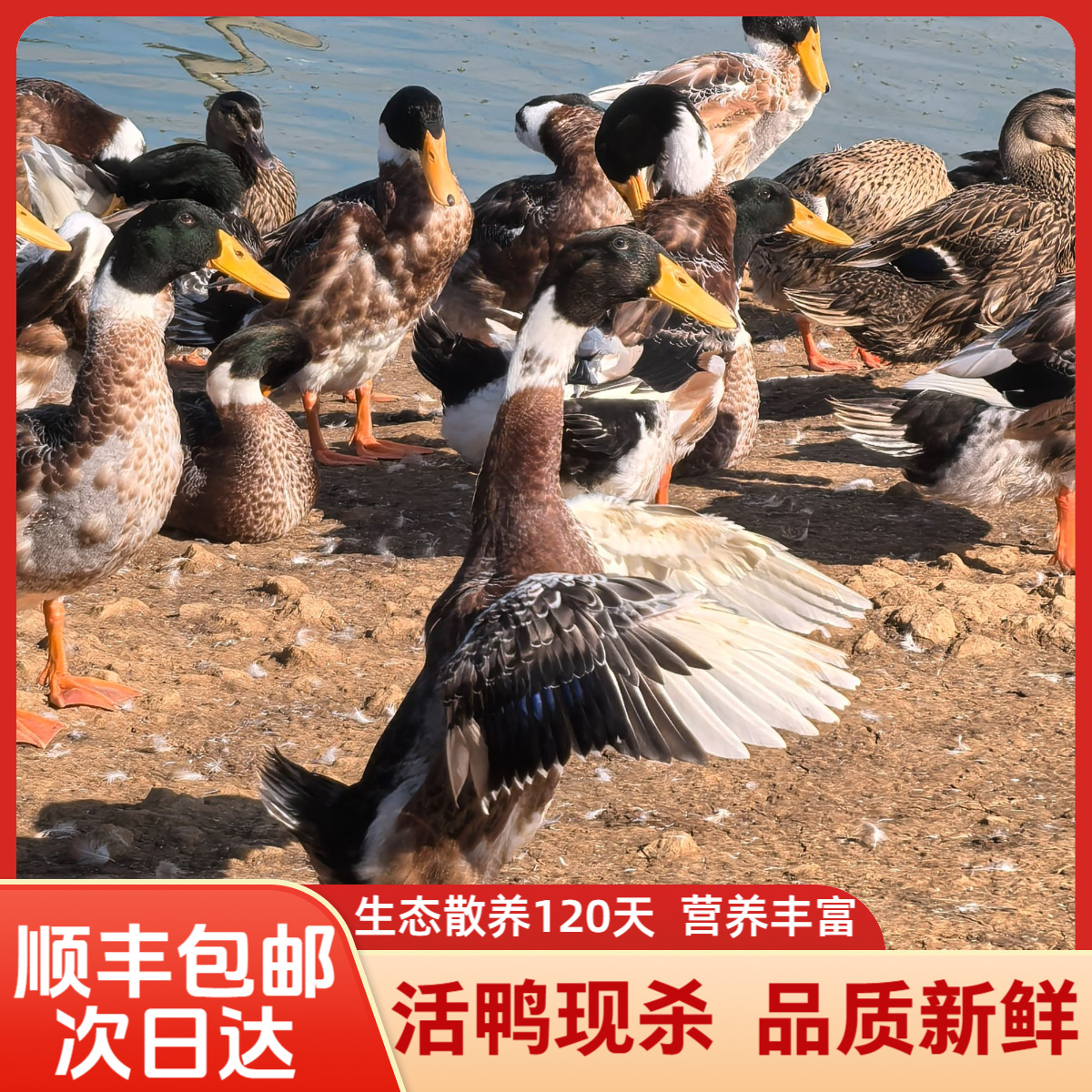 次日达【养足120天青头鸭】南漪湖生态散养溪水鸭百日红 纯粮食喂养 肉质紧实 顺丰包邮