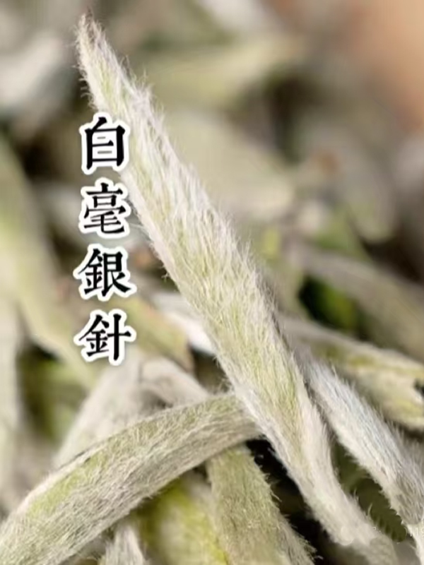 头春头采白毫银针 高山料毫香花香馥郁口感甘甜清爽